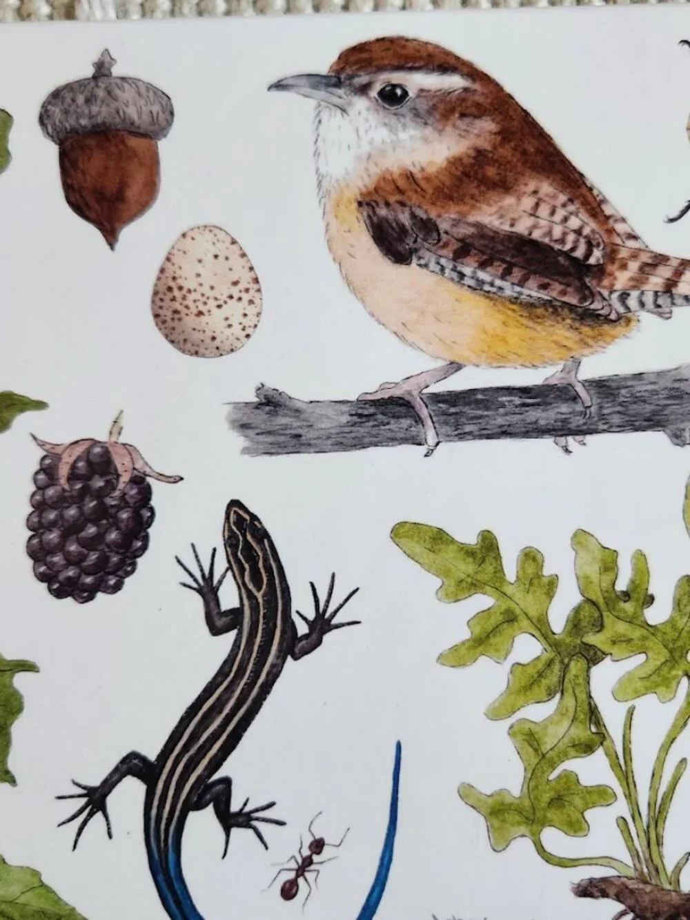 NEW Nature Journal for Kids Activity Book Notebook Hardcover Book Birdwatching B